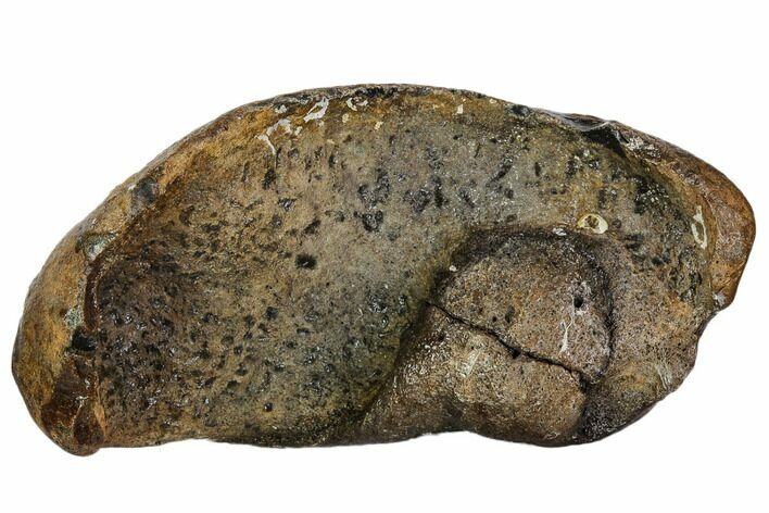 Fossil Whale Ear Bone - Miocene #109258